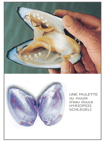 Mollusque d'eau douce qui produisent les vraies perles d'Eau Douce non nucleonnees